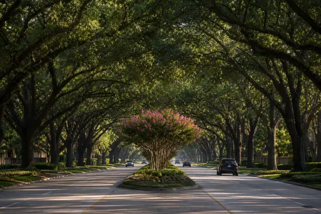 Mature live-oak crowns meeting above a Sugar Land boulevard