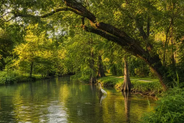 Oyster Creek winding beneath live oaks and bald cypress at golden hour