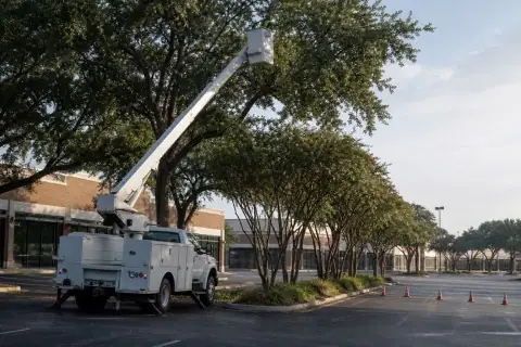 Bucket truck pruning commercial parking-lot trees before Sugar Land businesses open