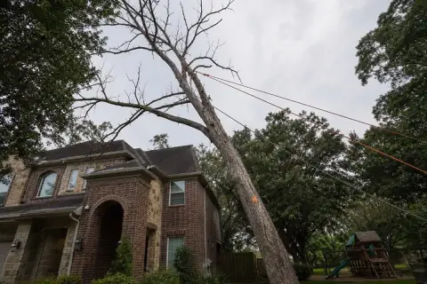Rigging set in a dead ash leaning toward a Sugar Land roofline