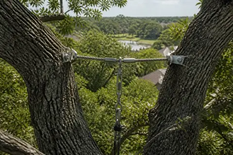Support cable installed between co-dominant leaders of a mature Sugar Land live oak