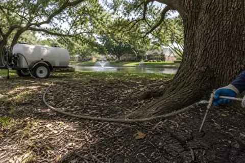 Soil treatment probe at the dripline of a thinning live oak in cracked Fort Bend clay